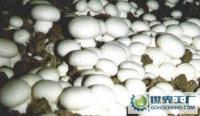 新鮮蘑菇批發(fā)兼零售，農(nóng)副產(chǎn)品的優(yōu)質(zhì)選擇